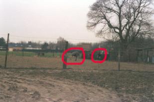 Typical Belgian farm, with ostriches