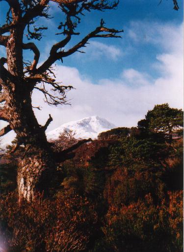 Mountain and Tree from Glen Affric