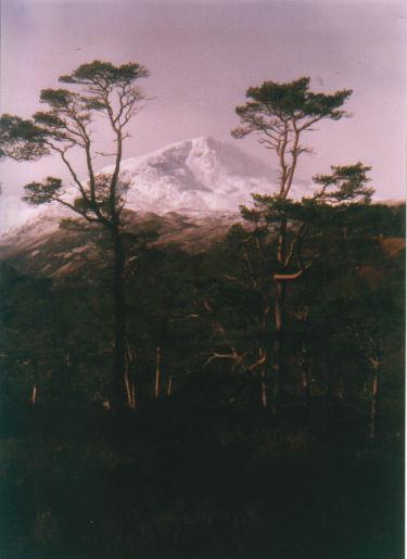 Mountain and trees from Glen Affric