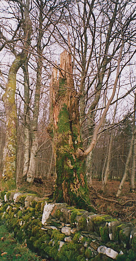 A nice old tree, near Kilmartin