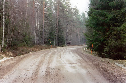 A moose crossing the road near Viberg