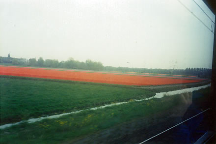 Tulips growing in Holland